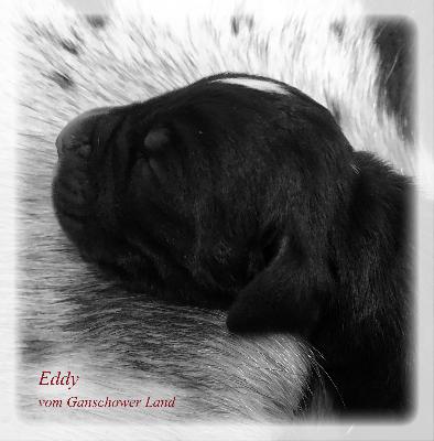 Eddy Vom Ganschower Land