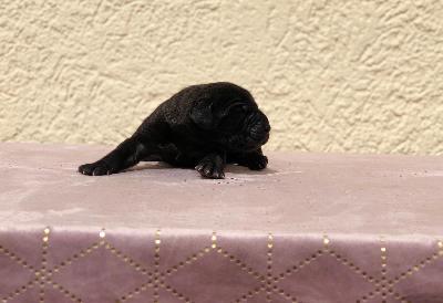 Helau Maya Mariah Vom Hause Wagner