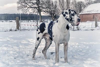 Alfons vom ROSENH�GER Brink
