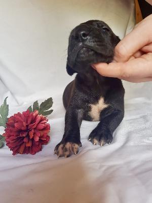 Viggo Von Schlesien