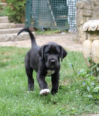 Belladonna vom Olbitzbach
