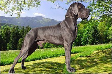 Assen de Alto Imperio