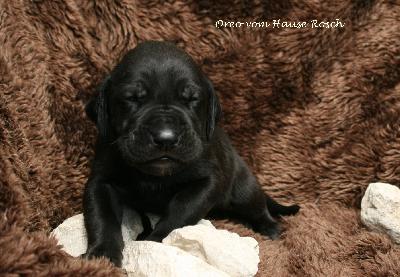 Oreo vom Hause Rsch