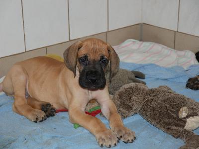 Persy vom Altranstädter Schloß