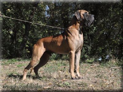 KZEPFLDI Cerberos