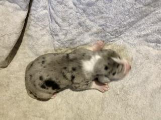 X’Loki Von Schlesien