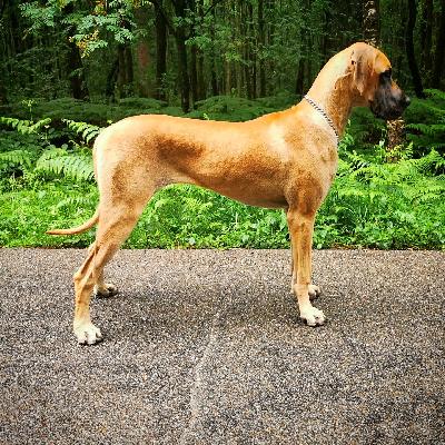 Ch Ninci van `t Broekske