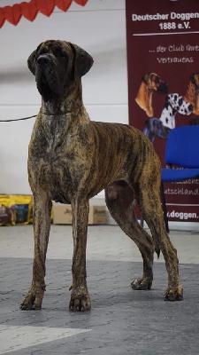 Ch Maserati de Dogville