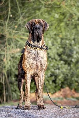 Ch Maserati de Dogville