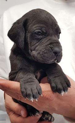 Lausbub Vom Hause Wagner