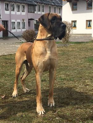 Orsini Dogen-Sport
