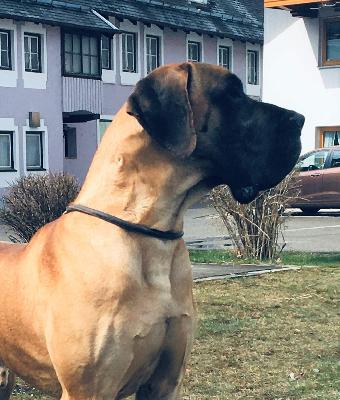 Orsini Dogen-Sport