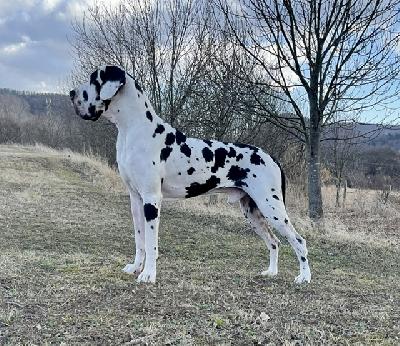 Ch Rocky Balboa des Perles DAphrodite