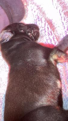 Gina-Bubbles Von Siedlinghausen