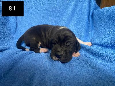 Bismarck Von Schlesien