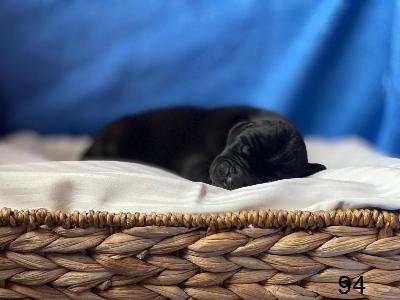 Best Black Von Schlesien