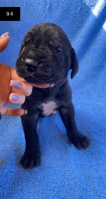 Best Black Von Schlesien