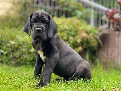 Best Black Von Schlesien