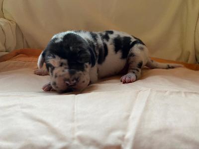 Bruin Von Schlesien