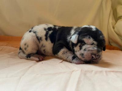 Bruin Von Schlesien