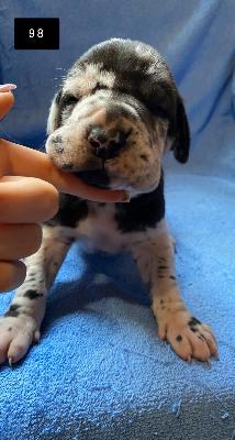 Bruin Von Schlesien