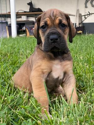 Quitte Vom Hause Wagner