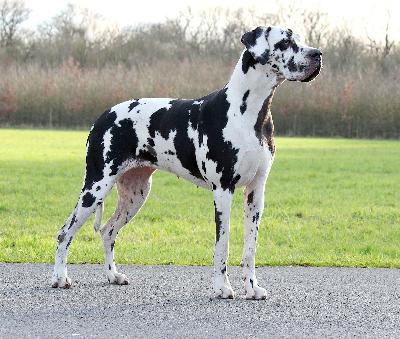 Glamorous Miss Sophie vom Stolzen-Hain