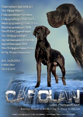 Ch Carolan vom Ostseefjord