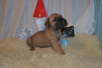 Der kleine Prinz Dieter Anima Avani