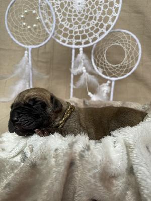 Brooklynas Baby Boy vom Hause der Herzbuben