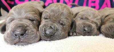 Talou Vom Hause Wagner