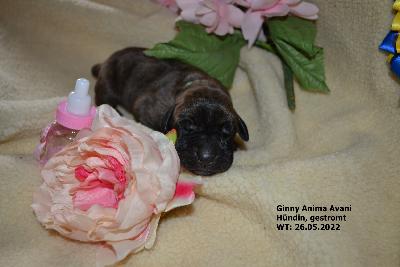 Ginny Anima Avani