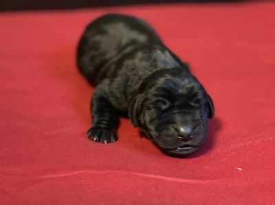 Europeans Black Diamond vom Hause der Herzbuben