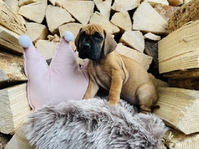 Florencia FELICIT vom Hause der Herzbuben