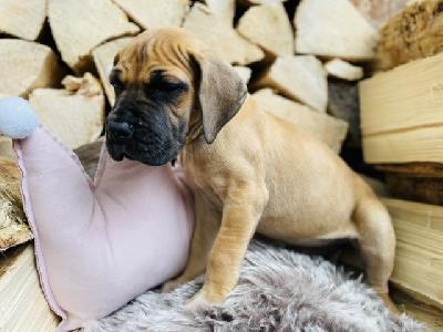 France Beauty Felisa vom Hause der Herzbuben