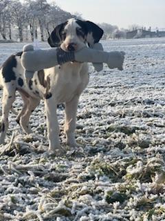 Boss-Benjamin von der Kroepelwarthe