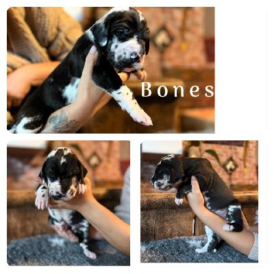 Bones von der Kroepelwarthe