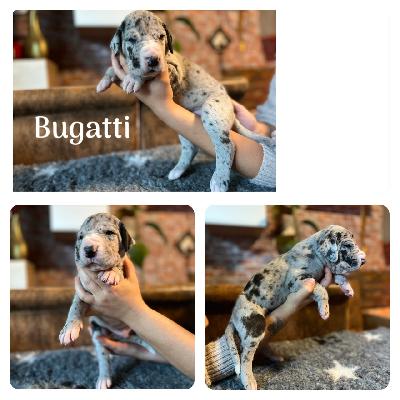 Bugatti von der Kroepelwarthe