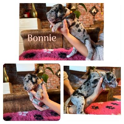 Bonnie von der Kroepelwarthe