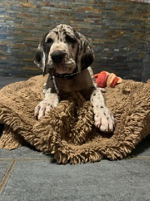 Bibi von der Kroepelwarthe