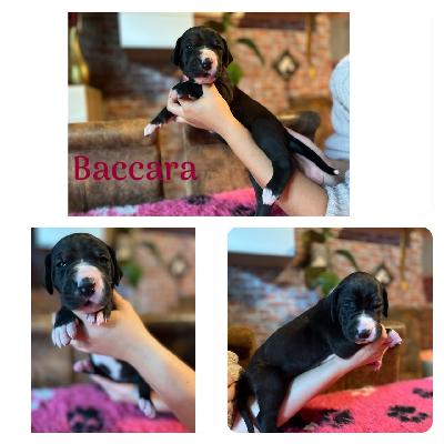 Baccara von der Kroepelwarthe