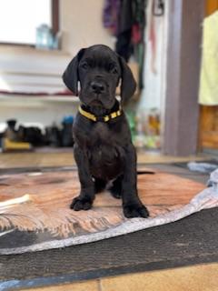 Cujo von der Edelruh
