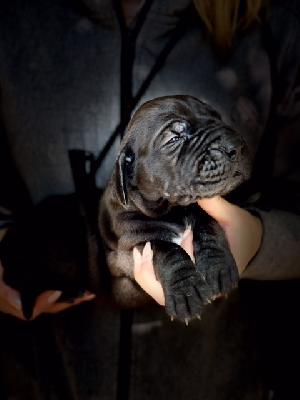 Gizmo Von Schlesien
