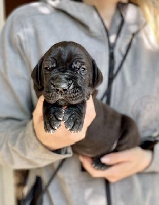 Gizmo Von Schlesien