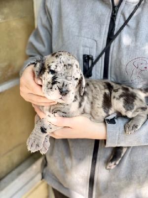 Gracie Von Schlesien