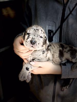 Gracie Von Schlesien