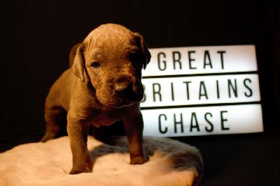 Great Britain`s Chase vom Hause der Herzbuben