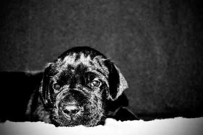 Germany`s Next Topmodel by Heidi vom Hause der Herzbuben