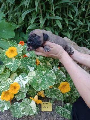 It`s Theon Graufreud Anima Avani