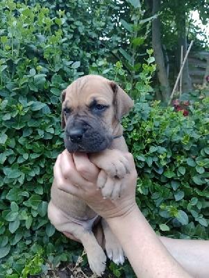 It`s Geralt von Riva Anima Avani